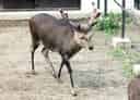 二ホンジカの写真 17